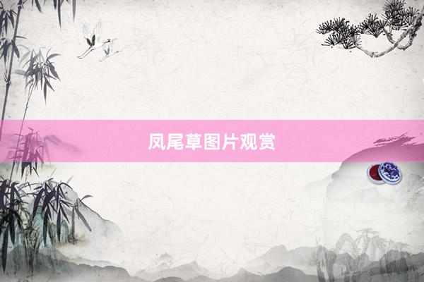 凤尾草图片观赏